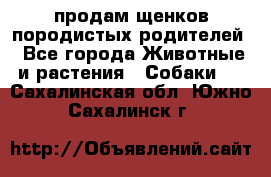 продам щенков породистых родителей - Все города Животные и растения » Собаки   . Сахалинская обл.,Южно-Сахалинск г.